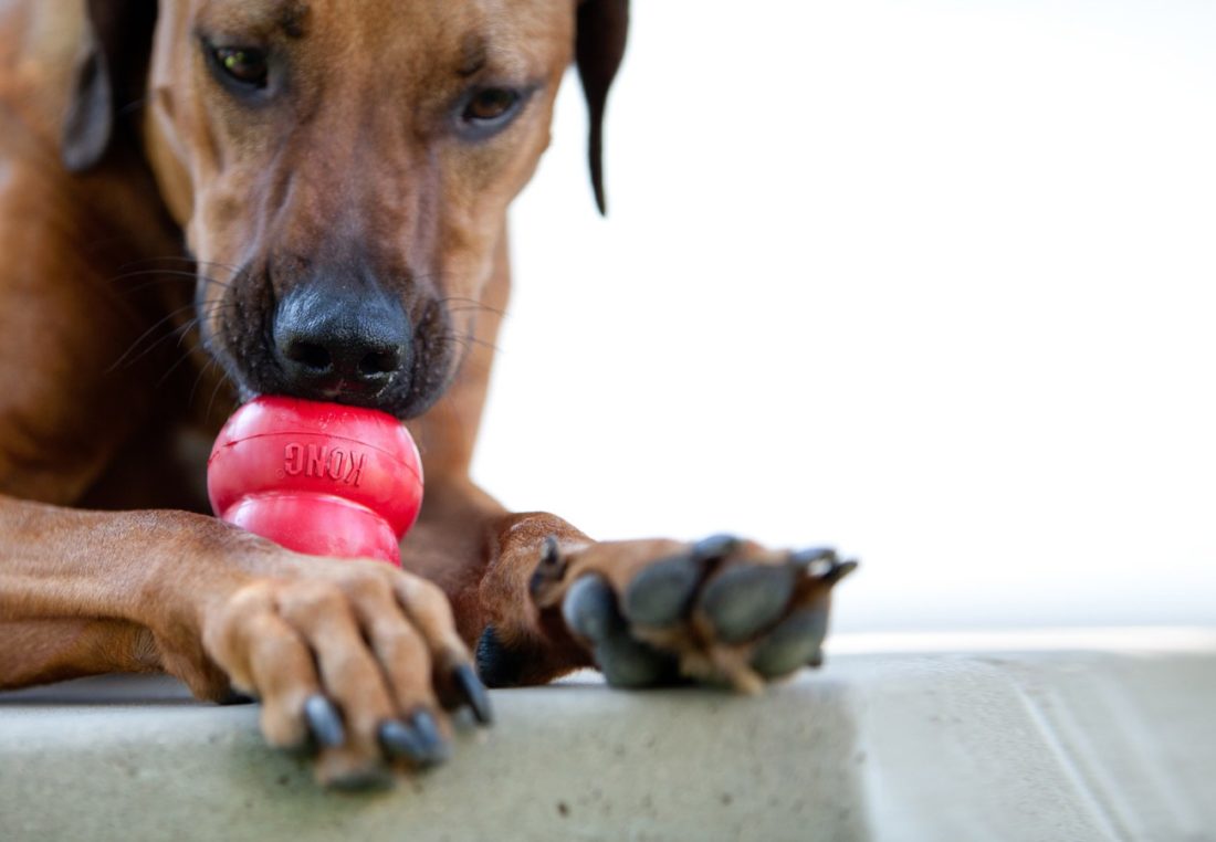 Busy Buddy Dog Toys for Behavior Enrichment