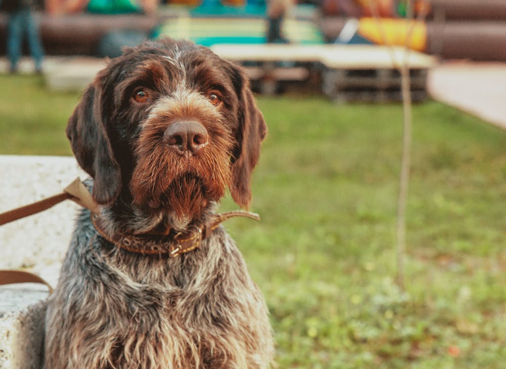 leash reactive dog training